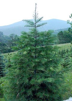 Sample concolor fir image