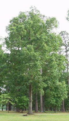 Sample white oak image