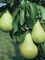 Sample Harrow Sweet Pear image