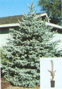 Sample colorado blue spruce image