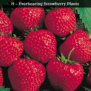 Sample strawberry image