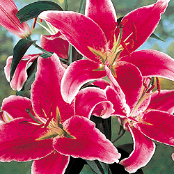 Sample Stargazer lilies image