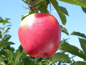 Sample Initial apple image