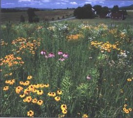 Sample wildflower seed mix image