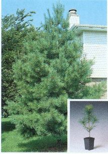 Sample white pine image